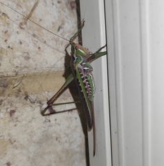 Metaballus frontalis