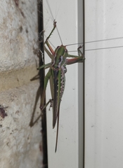 Metaballus frontalis