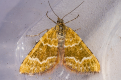 Asaphodes cinnabari