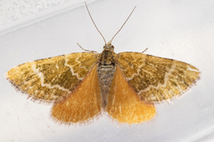 Asaphodes cinnabari