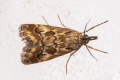 Glaucocharis helioctypa
