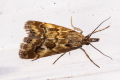 Glaucocharis helioctypa