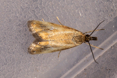 Glaucocharis helioctypa