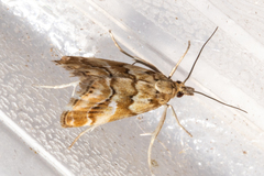 Glaucocharis helioctypa