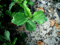 Hibiscus ovalifolius