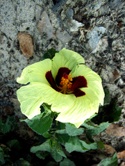 Hibiscus ovalifolius