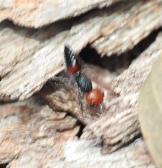 Ephutomorpha sanguineiceps