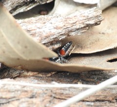 Ephutomorpha sanguineiceps