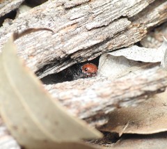 Ephutomorpha sanguineiceps