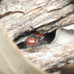 Ephutomorpha sanguineiceps