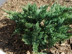Juniperus horizontalis