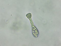 Distigma