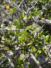 Hyperacanthus amoenus