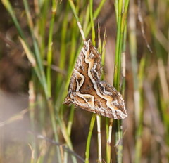 Melitulias graphicata