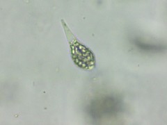 Distigma