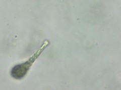 Distigma