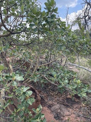 Ficus glumosa