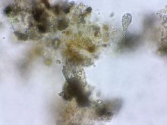 Distigma