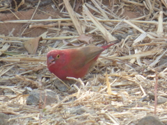 Lagonosticta senegala