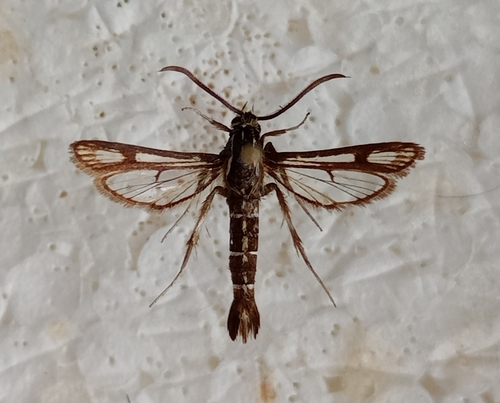 Chamaesphecia crassicornis