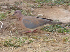 Streptopelia senegalensis