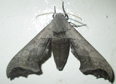 Polyptychoides grayii