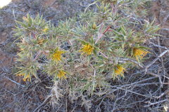 Berkheya pinnatifida