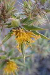 Berkheya pinnatifida