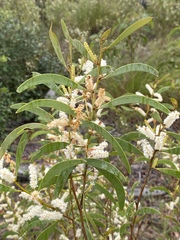 Acacia calyculata