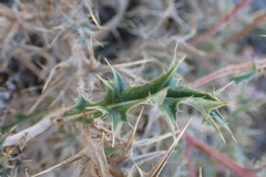 Berkheya pinnatifida