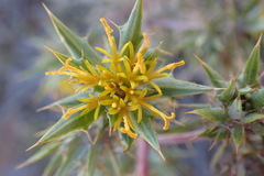 Berkheya pinnatifida