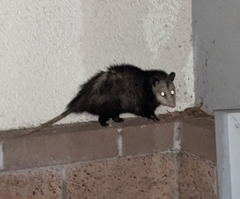 Didelphis virginiana