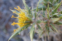 Berkheya pinnatifida