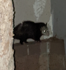 Didelphis virginiana