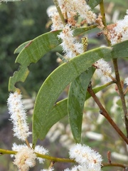 Acacia calyculata