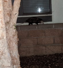 Didelphis virginiana