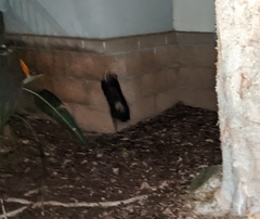 Didelphis virginiana