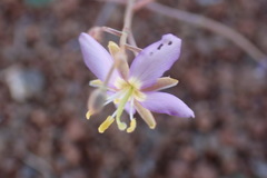 Heliophila minima