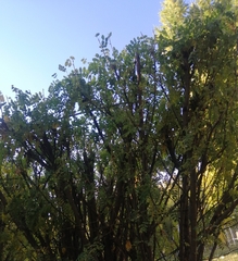 Caragana arborescens