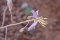 Heliophila minima