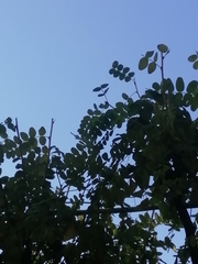 Caragana arborescens