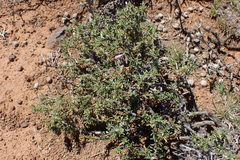 Aptosimum marlothii