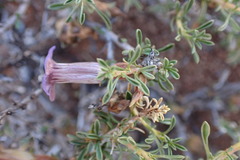 Aptosimum marlothii