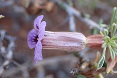 Aptosimum marlothii