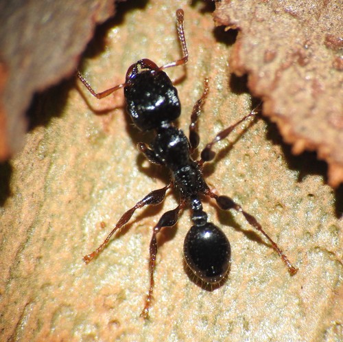 Podomyrma delbrueckiiPodomyrma delbrueckii