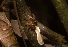 Prostheclina pallida