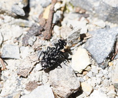 Scopodes tasmanicus