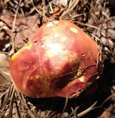 Xerocomus sclerotiorum