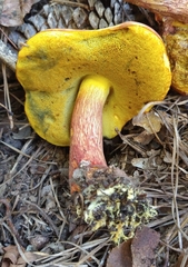 Xerocomus sclerotiorum