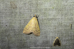 Ecpyrrhorrhoe damastesalis